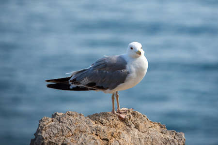 Close up view of Seagull portrait against sea shore.の写真素材