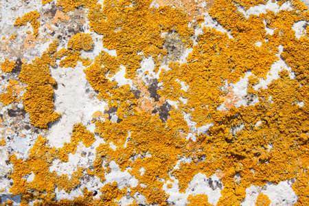 Yellow lichen on the stoneの写真素材