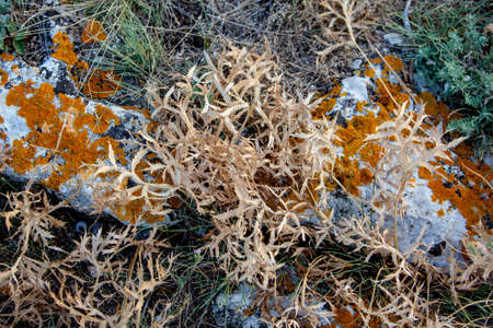 Lichen Texture Pattern Background on the Floorの写真素材