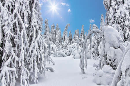 Winter forest in Lapland .trees in the snowの写真素材