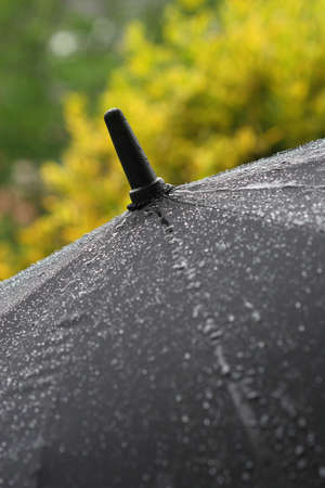 Umbrellaの写真素材