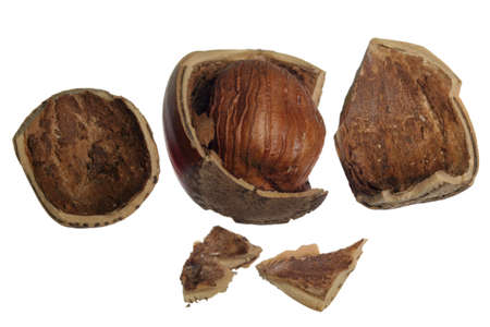 To eat a nut, it must be opened.の写真素材