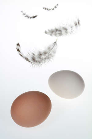 Some easy feathers floating in the air.の写真素材