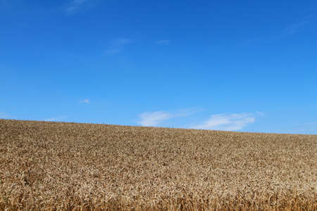 On a golden wheat field growing under blue sky.の写真素材