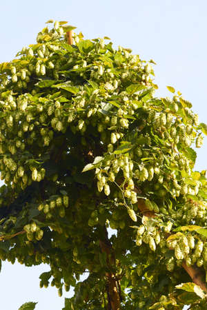 The umbels of hops are raw material for the manufacture of beer 
