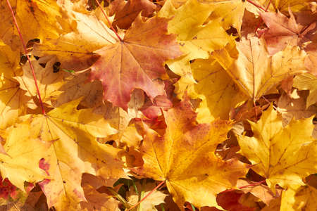 Yellow leaves as background in the sunshine.