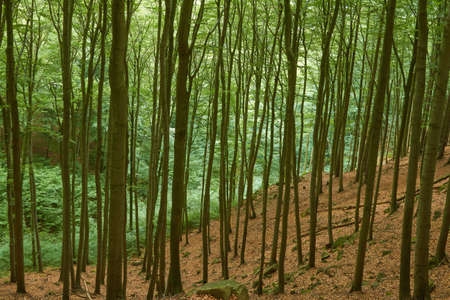 A forest of beech grows in a narrow valley.の写真素材