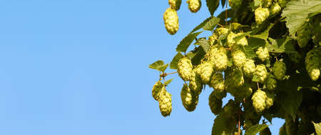 The umbels of hops are raw material for the manufacture of beer.の写真素材