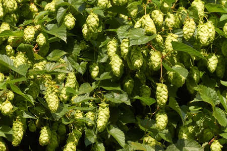 The umbels of hops are raw material for the manufacture of beer.の写真素材