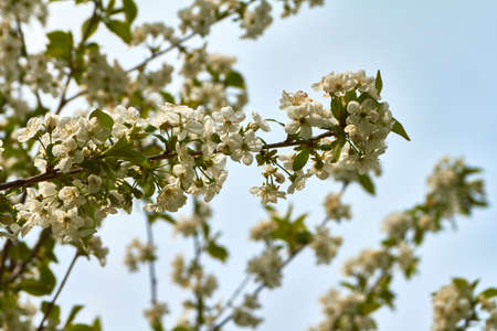 White cherry blossoms on a cherry tree in spring.