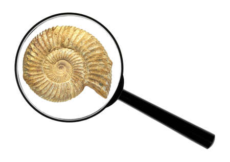 Well preserved fossilization of an extinct ammonite.