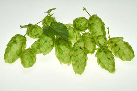 The umbels of hops are raw material for the manufacture of beer.の写真素材