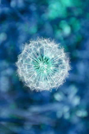 Detail of a ripe dandelion plant from above.の写真素材