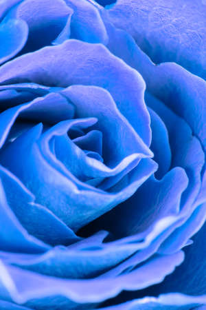 Blossom of a rose with its petals arranged in a circle.の写真素材