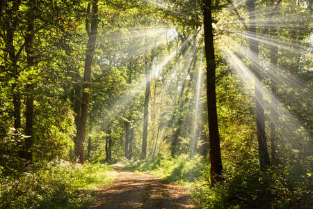 A romantic forest path shines in bright sunshine.の写真素材