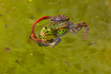 A frog swims in a green pond.