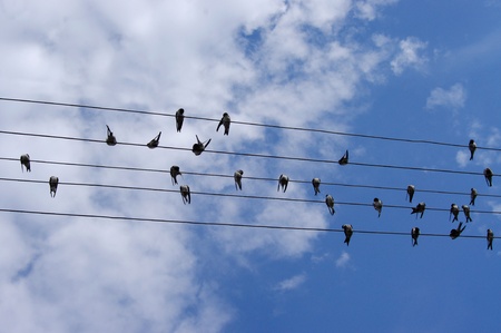 birds on wires on sky background
