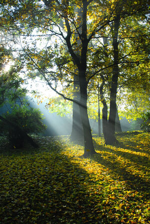 Autumn morning in the park in Wloclawekの写真素材