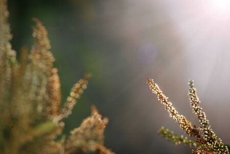 Heath morning with mist and mystical lightingの写真素材