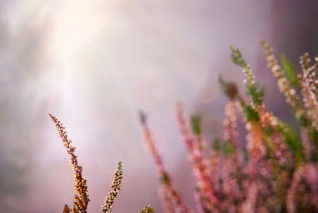 Heath morning with mist and mystical lightingの写真素材