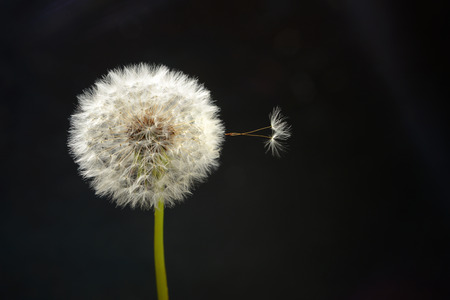 Dandelion flower on a black background in close-upの写真素材