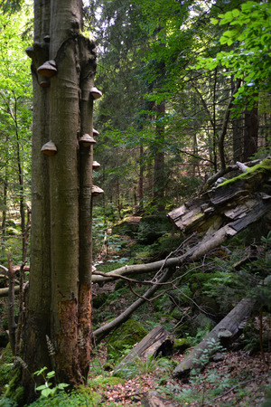 Lonely tree in the Giant Mountains Szrenica  in Karkonosze National Parkの写真素材
