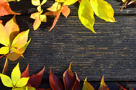autumn leaves on a background of dark boardsの写真素材