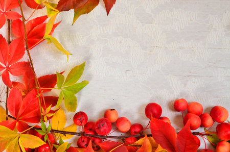 autumn leaves on a light backgroundの写真素材