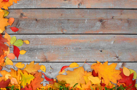Autumn colored leaves of different trees on the background of old boards