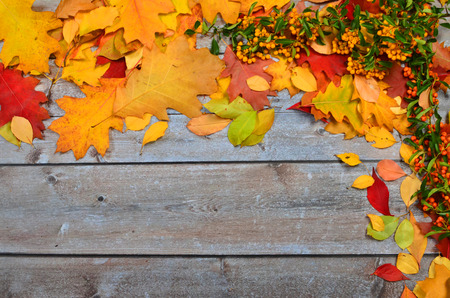 Autumn colored leaves of different trees on the background of old boardsの写真素材