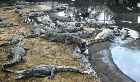 evil crocodiles at the private farmの写真素材