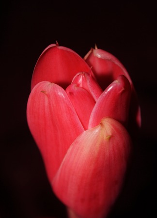 Wild etlingera elatior flower blooming in the jungle.の写真素材