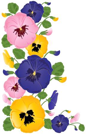 an illustration of colorful pansy flowers buds and foliage on a white backgroundのイラスト素材
