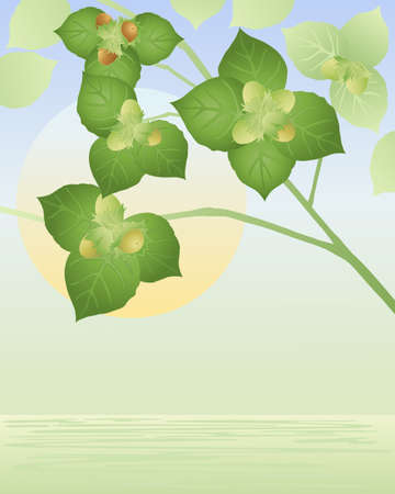 an illustration of a hazel branch with foliage and nuts over water with a big yellow sunのイラスト素材
