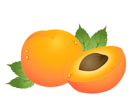 an illustration of a whole and half apricot with stone foliage and drops of moisture isolated on a white のイラスト素材
