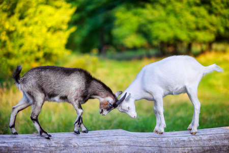 two goats butt standing on a logの写真素材