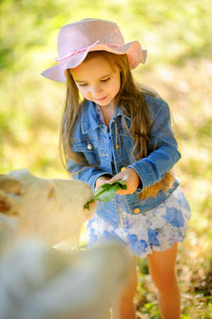 girl in a krsivy hat on the green plena plays and feeds goats, the happy smiling child, games outdoorsの写真素材