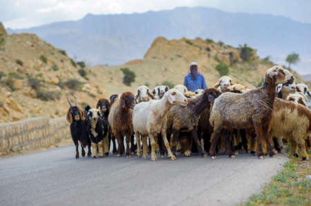 the shepherd drives on the mountain route an attara of sheep, the desert mountain area, the pachtukh has covered the face from dust with a scarfの写真素材