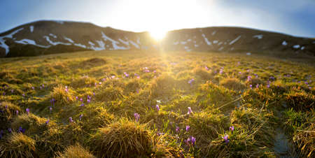 flowers growing on a glade in mountains, beams setting the sun light a glade, mountains surround a glade aroundの写真素材