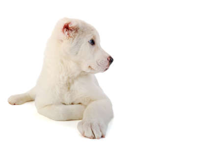 Central Asian sheep-dog on a white background, a thoroughbred puppyの写真素材