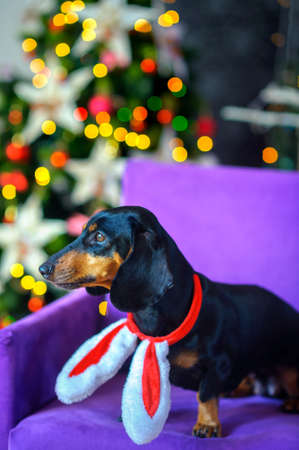lovely small doggie lives off on a chair, with hare ears, on a background festive jewelryの写真素材