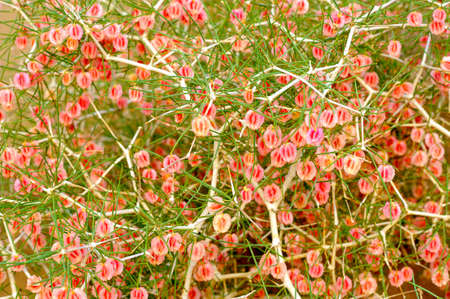 ushes blossoming in pink colors grow in the desert of Iran