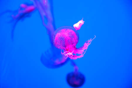 Brightly pink jellyfish with long feelers, swims in clear transparent water