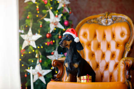 small lovely doggie, sits on a chair at a window in Santa Claus's cap. Attentively looks out of the windowの写真素材