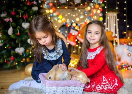 two beautiful girls are played with little rabbits, in festively decorated interior, on a background by a set of bright festive sparks, Christmas treeの写真素材