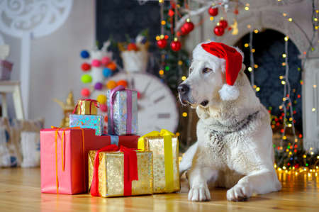 big white dog in Santa Claus's cap, lies and protects gifts. Attentively looks out of the window