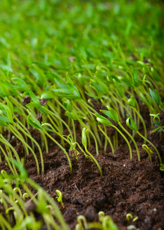 set of young green sprouts, all are turned to the sun, young plants asideの写真素材