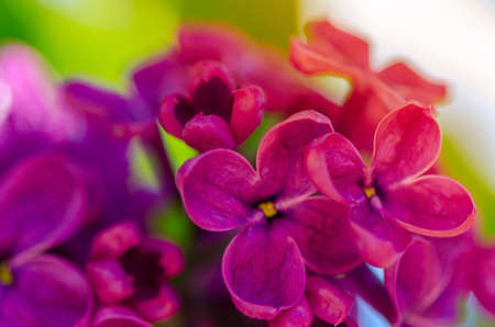 bright, solar lilac background. Lilac flowersの写真素材