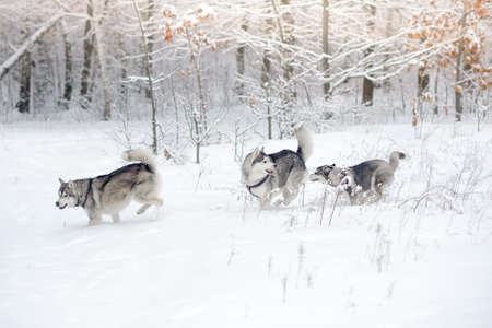 Three huskies play in the snow wood. Beautiful winter forestの写真素材