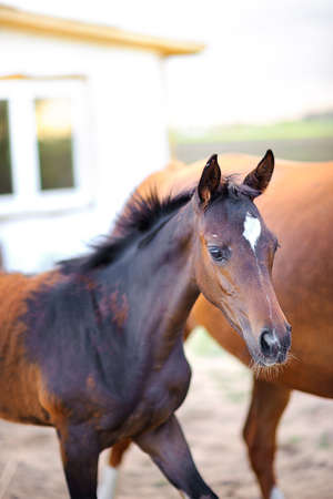 beautiful foal walks together with the motherの写真素材